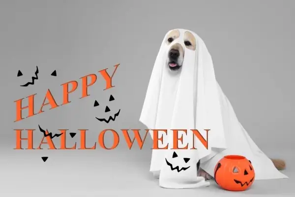 Happy Halloween from Jet Mortgage LLC